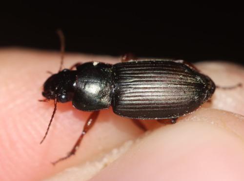 Harpalus sp.